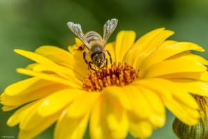 Die Wunderwelt der Bienen